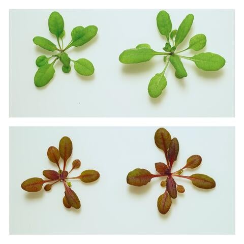 Plant turns red in presence of pesticide